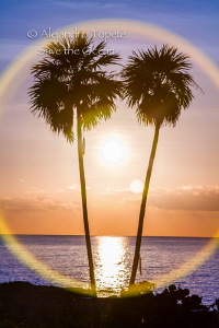 Palms with Sun, Cozumel México by Alejandro Topete 